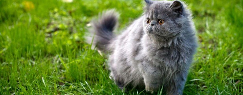 Чем кормить персидскую кошку?